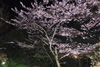 奥河内さくら公園 『夜桜ライトアップ』