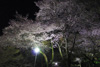 『夜桜ライトアップ』