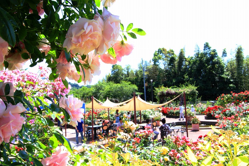 花の文化園 バラ園deカフェ