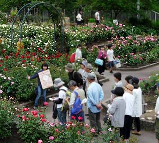 花の文化園　バラの特別ミニガイド