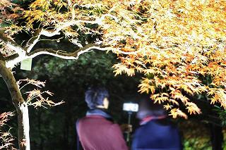 花の文化園 紅葉のライトアップ
